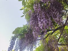 -嘉定紫藤园