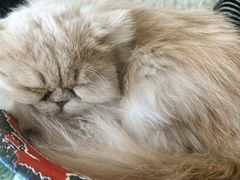 -平行世界·猫咖(首经贸店)