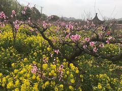 -南汇桃花村