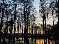 -渌洋湖湿地公园