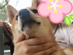 -柴犬高等学院·狗咖·柴犬售卖·宠物训练