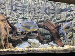 -上海海洋水族馆