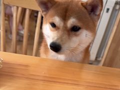 -柴の食堂·日式家庭料理·熊之肆(大学路店)