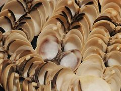 -水哥卜卜贝(东晓·胜汇里店)