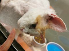 -momokira米努特·德文卷毛猫·棉花面纱犬
