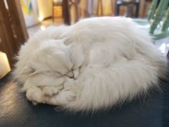 -猫小院猫主题餐厅(南锣旗舰店)