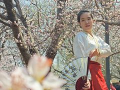 -桃花堤公园