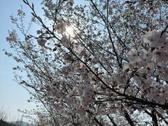 -香雪海