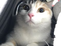 -纳吉亚猫专科动物诊疗中心(蒋宅口分院)