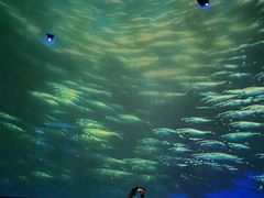 -烟台海昌鲸鲨海洋公园