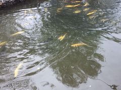 -可心烤鱼