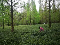 -宝岩生态观光园