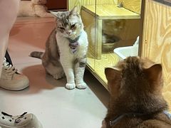 -平行世界·猫咖(首经贸店)