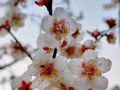 -无锡梅园公园