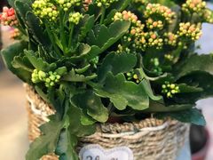 -双季花艺园艺市场(浦东店)