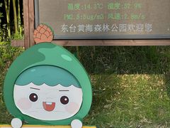 -黄海国家森林公园