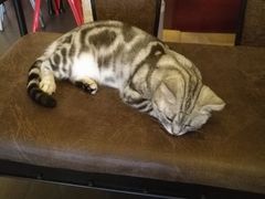 -十年猫舍·猫咪专门店(普陀店)