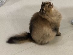 -共舞时光猫咖·狗咖(新街口店)