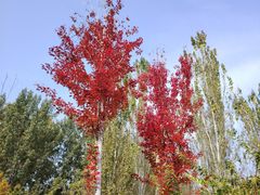 -回龙观体育文化公园