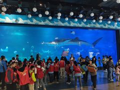 -烟台海昌鲸鲨海洋公园