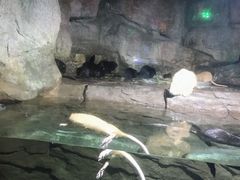 -泉城欧乐堡海洋极地世界