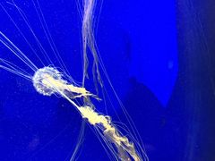 -上海海洋水族馆