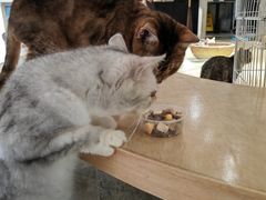 -more than meow吴止猫主题餐厅(承德 中船汇店)