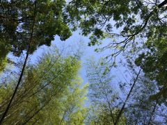 iphone_upload_pic-西湖风景区十里琅珰-五云山
