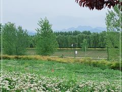 -洨河生态公园