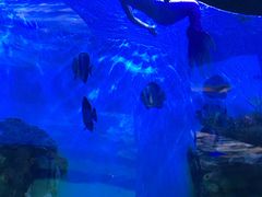 -瑞德姆美人鱼海底演艺主题餐厅(亚龙湾店)