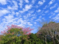 -风云岭森林公园