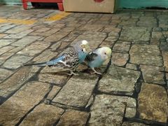 -上海大自然野生昆虫馆(东方明珠·爬宠昆虫探索中心)
