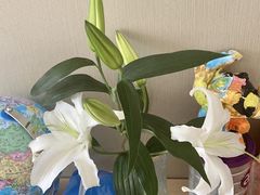 -池田寿司·新鲜现做(昌平悦荟店)