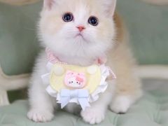 -欣宠猫屋·矮脚拿破仑·蓝金金渐层