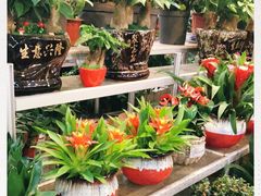 -双季花艺园艺市场(浦东店)