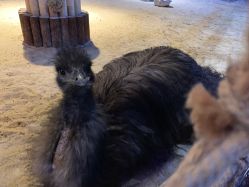 -酷嗒动物文化乐园(cutezoo西溪乐天城店)