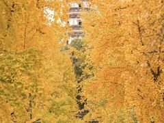 -北寺塔