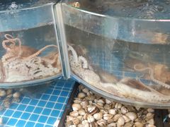 -云南巷海鲜大咖·可加工海鲜