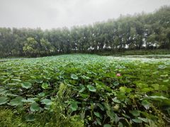 -白渔泡湿地公园