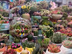 -花鸟鱼虫鲜花绿植市场(玉泉路店)