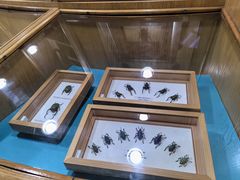 -上海大自然野生昆虫馆(东方明珠·爬宠昆虫探索中心)