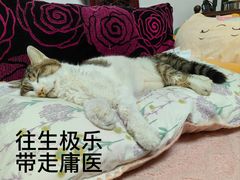 -爱贝特动物医院·猫口炎专科