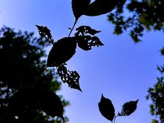 -欧韵公园