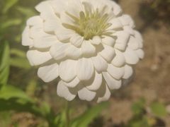-桃花岛景观公园