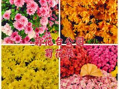 -菊花台公园