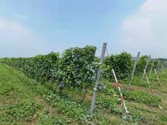 -丹世红酒庄·烧烤·团建·婚礼·水上运动