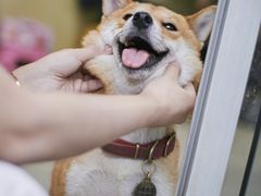 -柴犬高等学院·狗咖·柴犬售卖·宠物训练