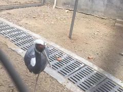 -太阳部落