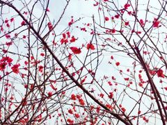 -松山湖梦幻百花洲