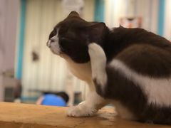 -猫小院猫主题咖啡厅(北锣店)